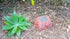 Memorial Rock Urn 1100 Large Single Red