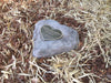 Paver - Memorial Heart Shaped Paver Stone 617 (Not an Urn) including 200mm x 150mm Bronze Plaque